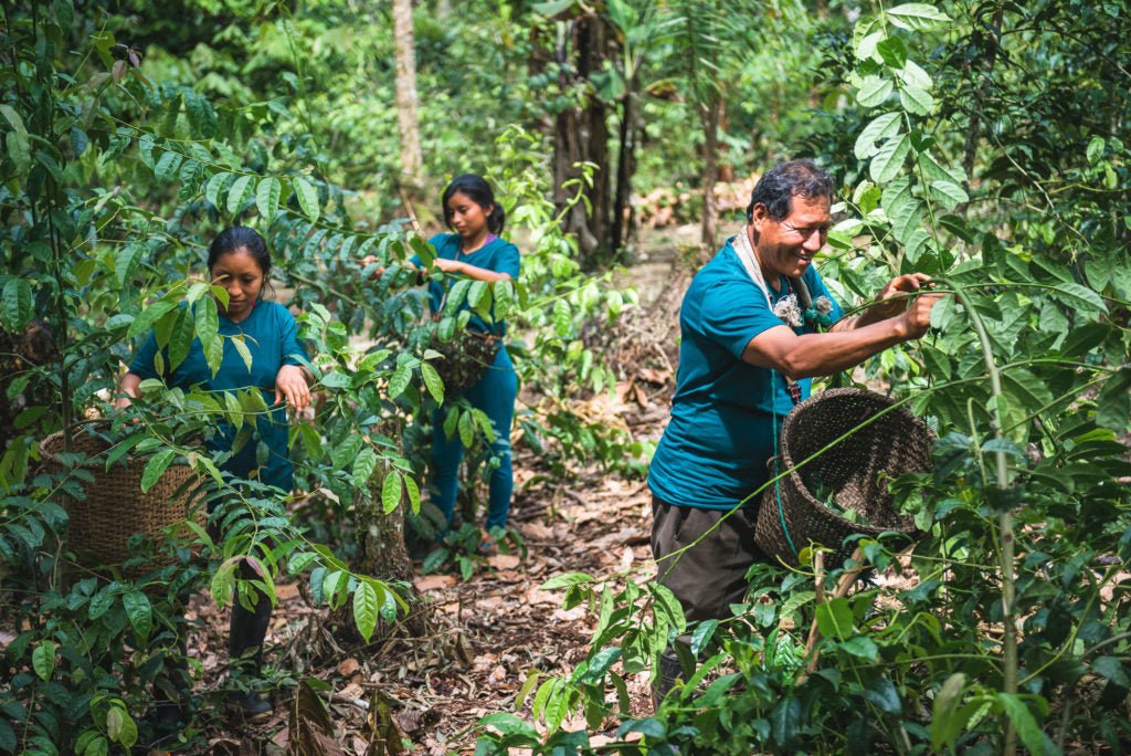 Guayusa Chai Tee - Würzige Energie aus der Natur - BIO