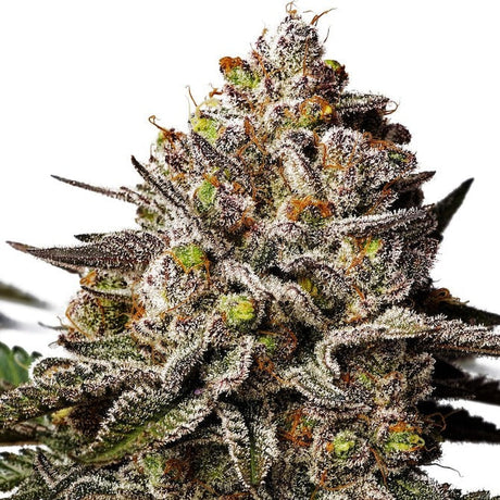 Platinum Chunck Cookies Steckling