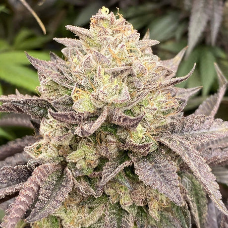 Girl Scout Cookies Steckling