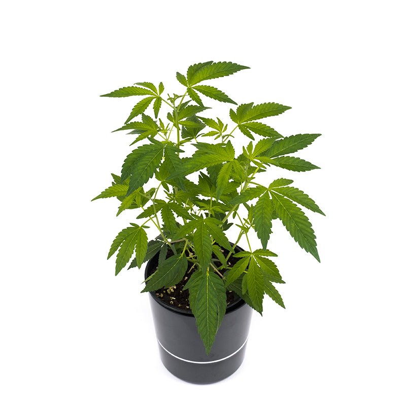 Barney's Farm Critical Kush Hanfpflanzen Steckling (kleine Pflanze) - Hanfify