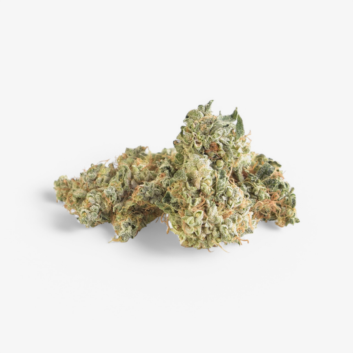 Doctor White 14% CBG