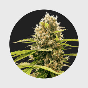 Legendary Cali Genetics Seeds Cream Mandarine 18% THC auto flowering