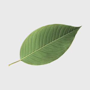 Thai Kratom