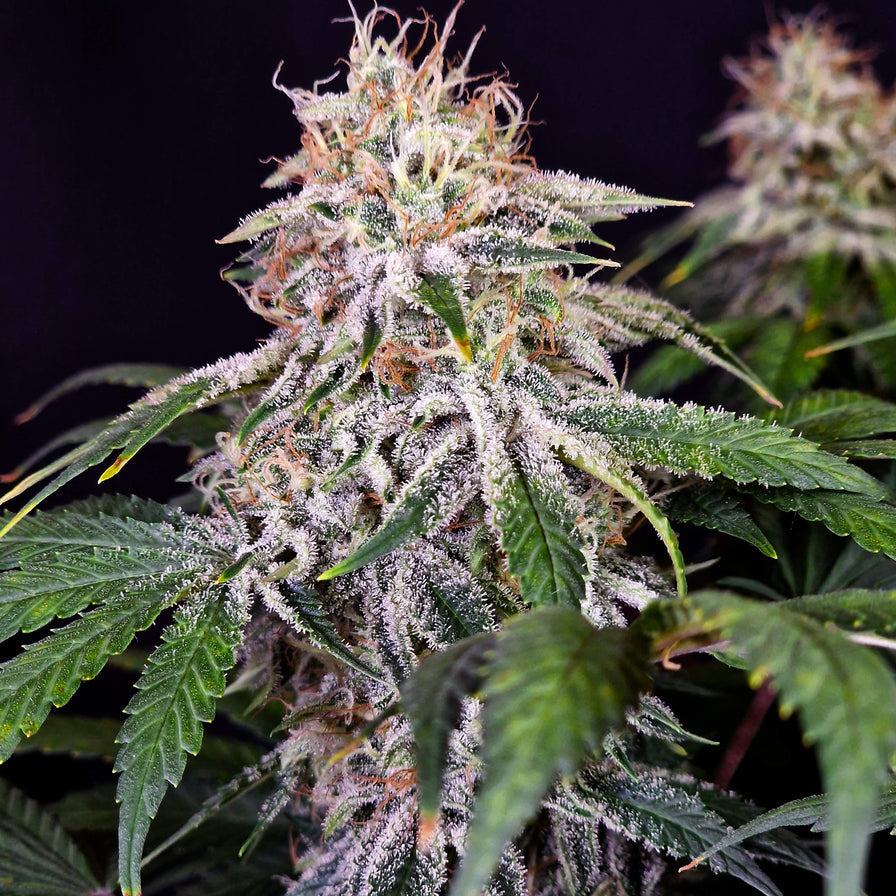 Sour Diesel US Samen Feminisiert