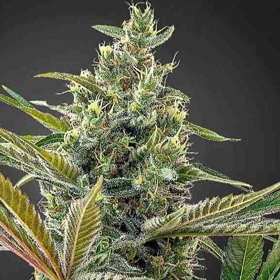 Lemon Haze CBD Samen Feminisiert