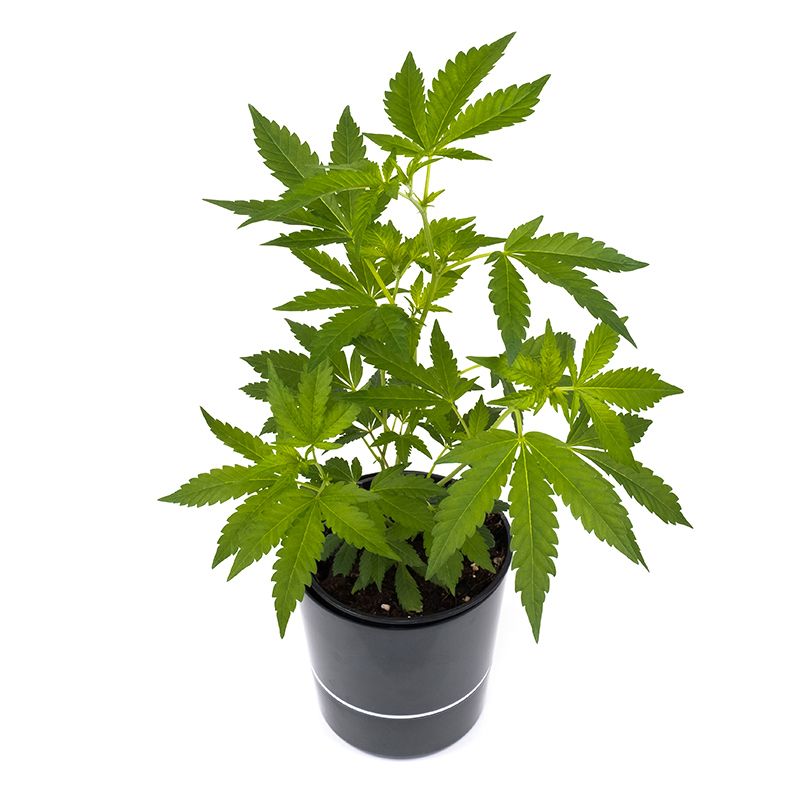 Sensi Seeds Big Bud Hanfpflanzen Steckling (kleine Pflanze) - Hanfify