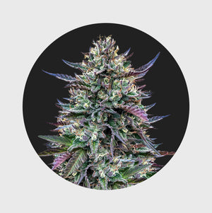 Legendary Cali Genetics Seeds Pinky420 32% THC auto flowering